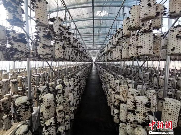 在汪清桃源小木耳产业园。 <a target='_blank' href='/' >中新网</a>记者谢艺观摄